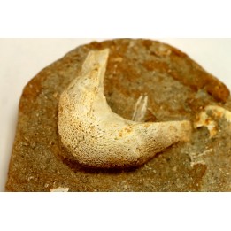 MANDIBULE of  SEA TURTTLE: Eclaste sp. - Maastrichian - Oued Zem - Morocco