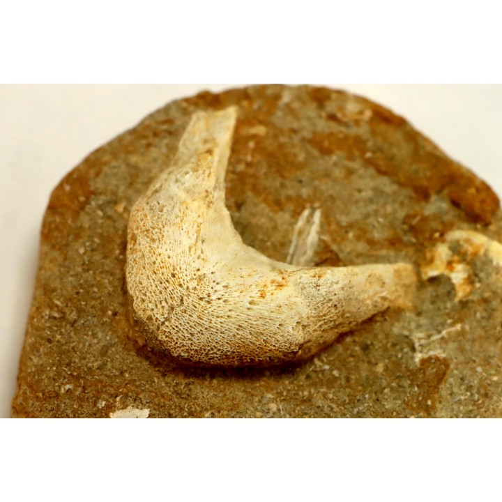 MANDIBULE of  SEA TURTTLE: Eclaste sp. - Maastrichian - Oued Zem - Morocco