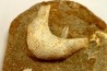 MANDIBULE DE TORTUE MARINE: Eclaste sp. - Maestrichtien - Oued Zem - Maroc