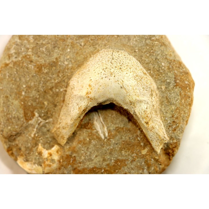 MANDIBULE of  SEA TURTTLE: Eclaste sp. - Maastrichian - Oued Zem - Morocco