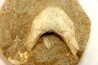 MANDIBULE DE TORTUE MARINE: Eclaste sp. - Maestrichtien - Oued Zem - Maroc