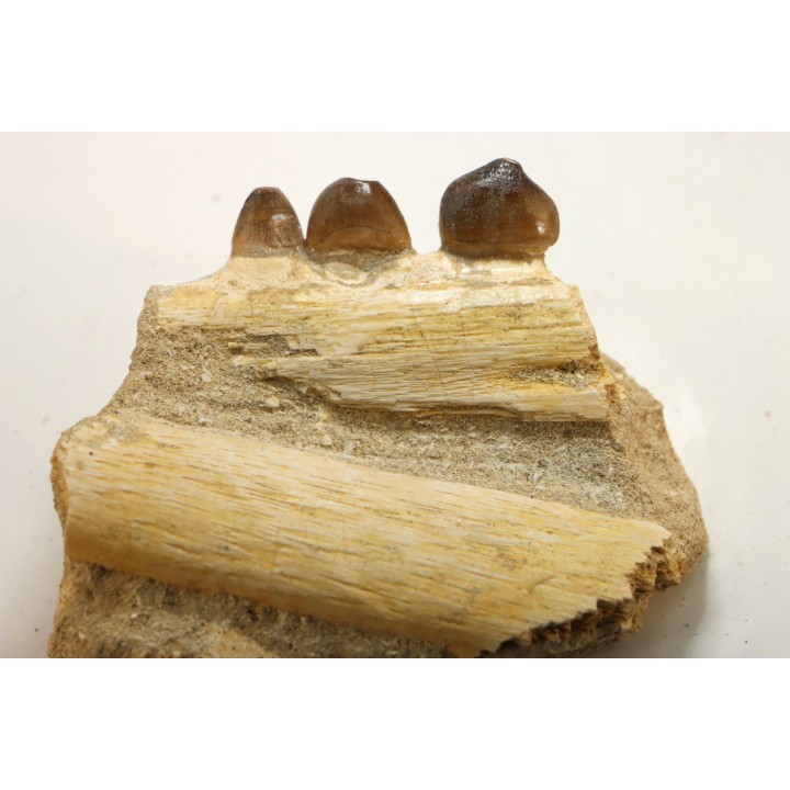 VERY RARE PARTIAL MANDIBULE: CARINODENS BELGICUS - Maastrichtian - Oued Zem - Morocco
