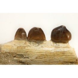 VERY RARE PARTIAL MANDIBULE: CARINODENS BELGICUS - Maastrichtian - Oued Zem - Morocco