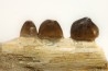 RARE : MOSASAURE   CARINODENS BELGICUS - Maestrichtien - Oued Zem,  Maroc