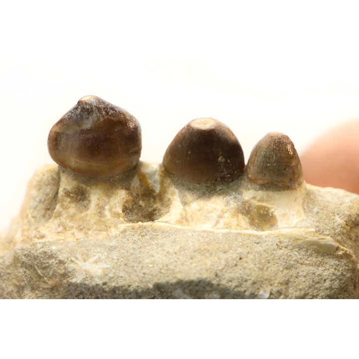 VERY RARE PARTIAL MANDIBULE: CARINODENS BELGICUS - Maastrichtian - Oued Zem - Morocco