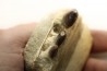 VERY RARE PARTIAL MANDIBULE: CARINODENS BELGICUS - Maastrichtian - Oued Zem - Morocco