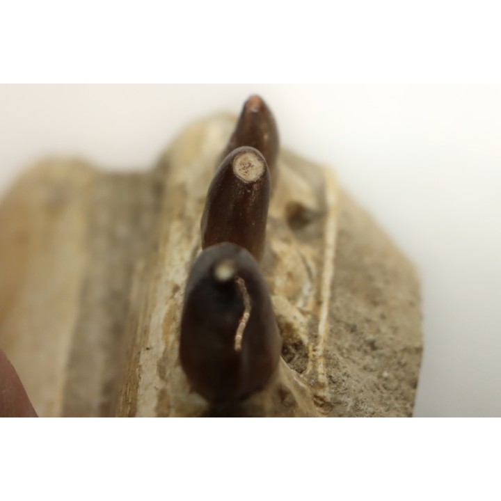 VERY RARE PARTIAL MANDIBULE: CARINODENS BELGICUS - Maastrichtian - Oued Zem - Morocco
