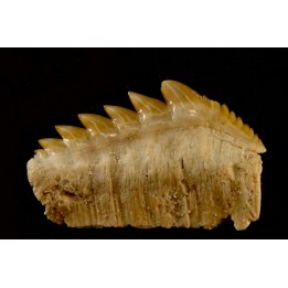 notidanodon loozi