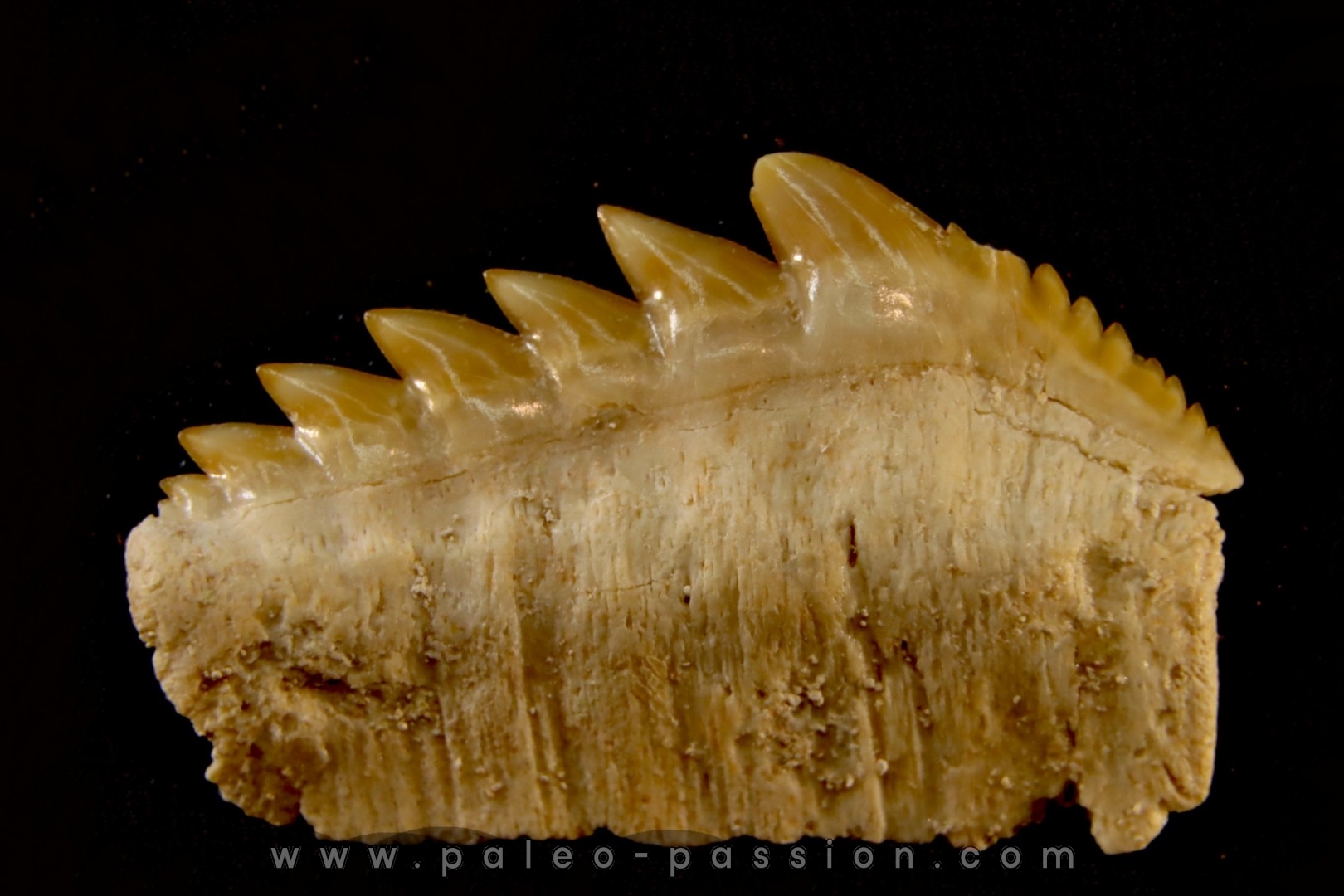 Notidanodon loozi - danien, éocène - Oued Zem, Maroc