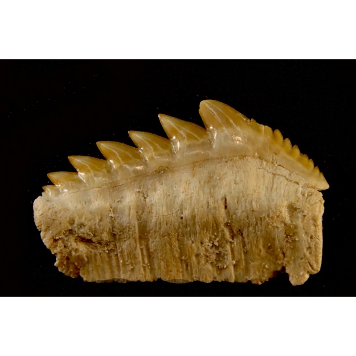 notidanodon loozi