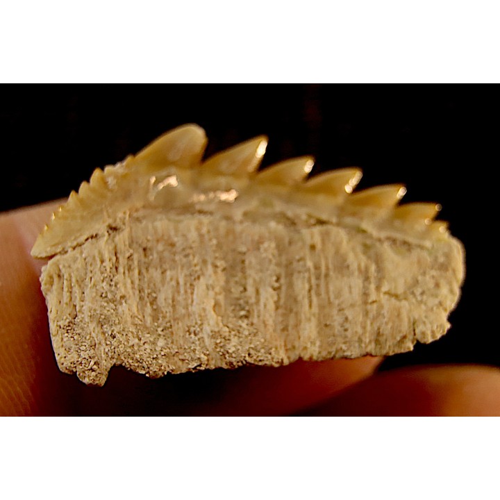 notidanodon loozi