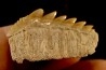 Notidanodon loozi - danien, éocène - Oued Zem, Maroc
