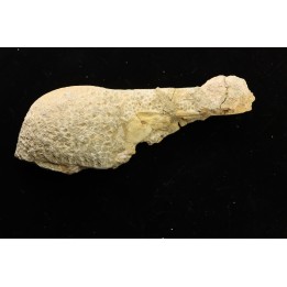 Stratodus apicalis - Maestrichtien - Oued Zem, MAROC