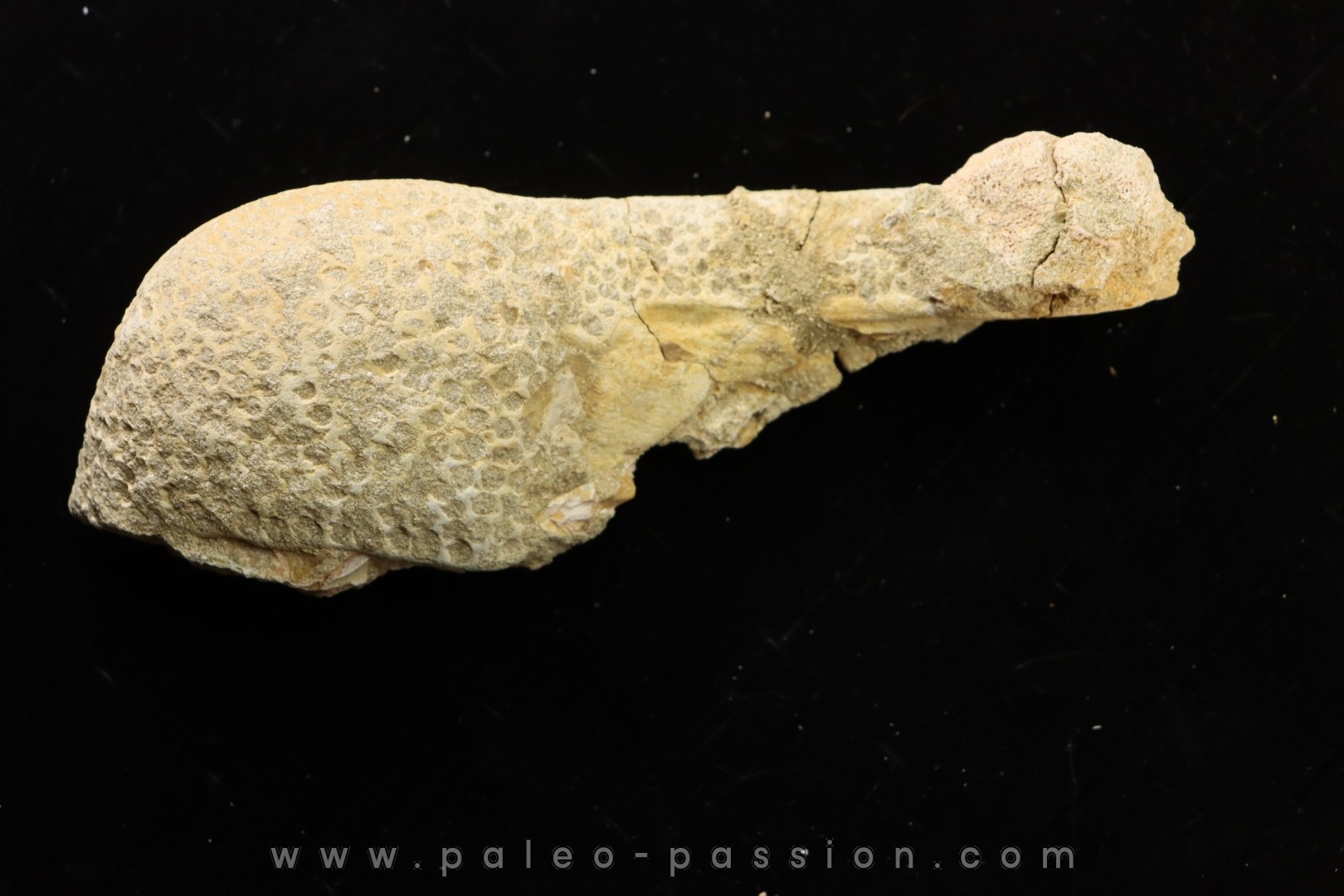 Stratodus apicalis - Maestrichtien - Oued Zem, MAROC