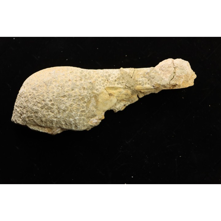 Stratodus apicalis - Maestrichtien - Oued Zem, MAROC