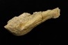 fish: Stratodus apicalis - Maastrichtian - Oued Zem, MOROCCO