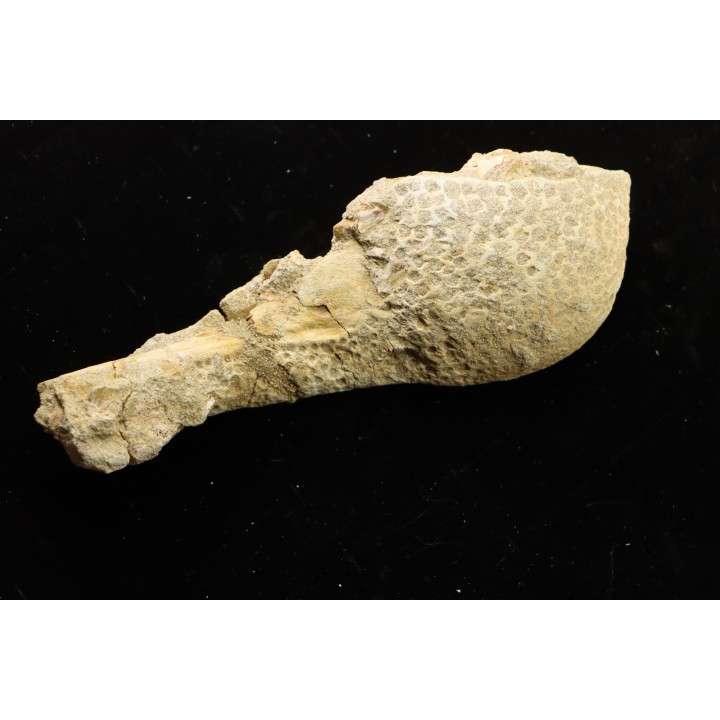 fish: Stratodus apicalis - Maastrichtian - Oued Zem, MOROCCO