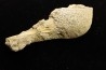 fish: Stratodus apicalis - Maastrichtian - Oued Zem, MOROCCO