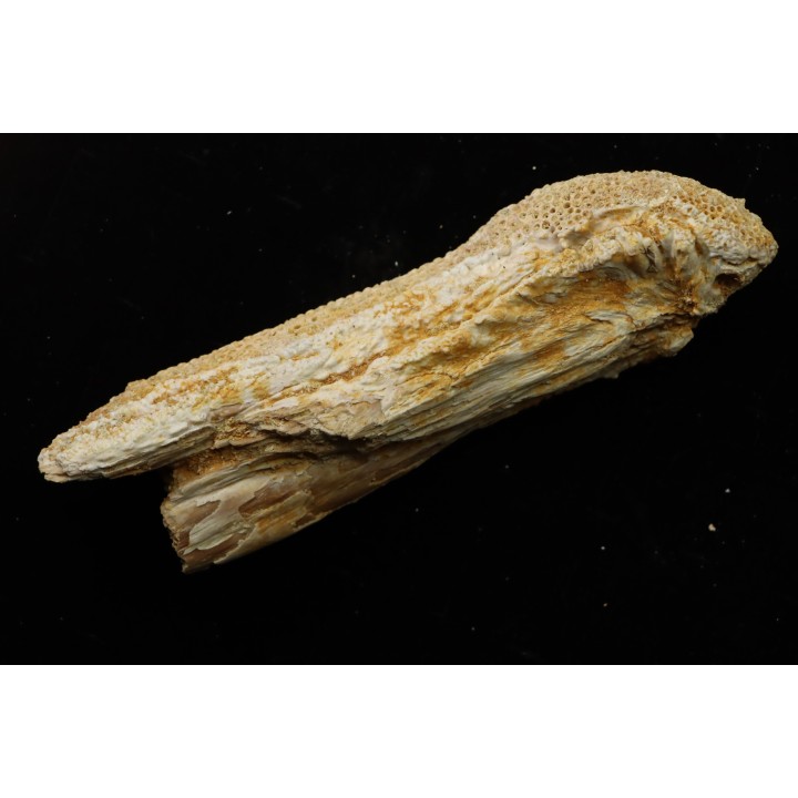 fish: Stratodus apicalis - Maastrichtian - Oued Zem, MOROCCO