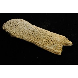 fish: Stratodus apicalis - Maastrichtian - Oued Zem, MOROCCO