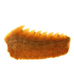 Hexanchus microdon - Thanétien - Oued Zem, Maroc
