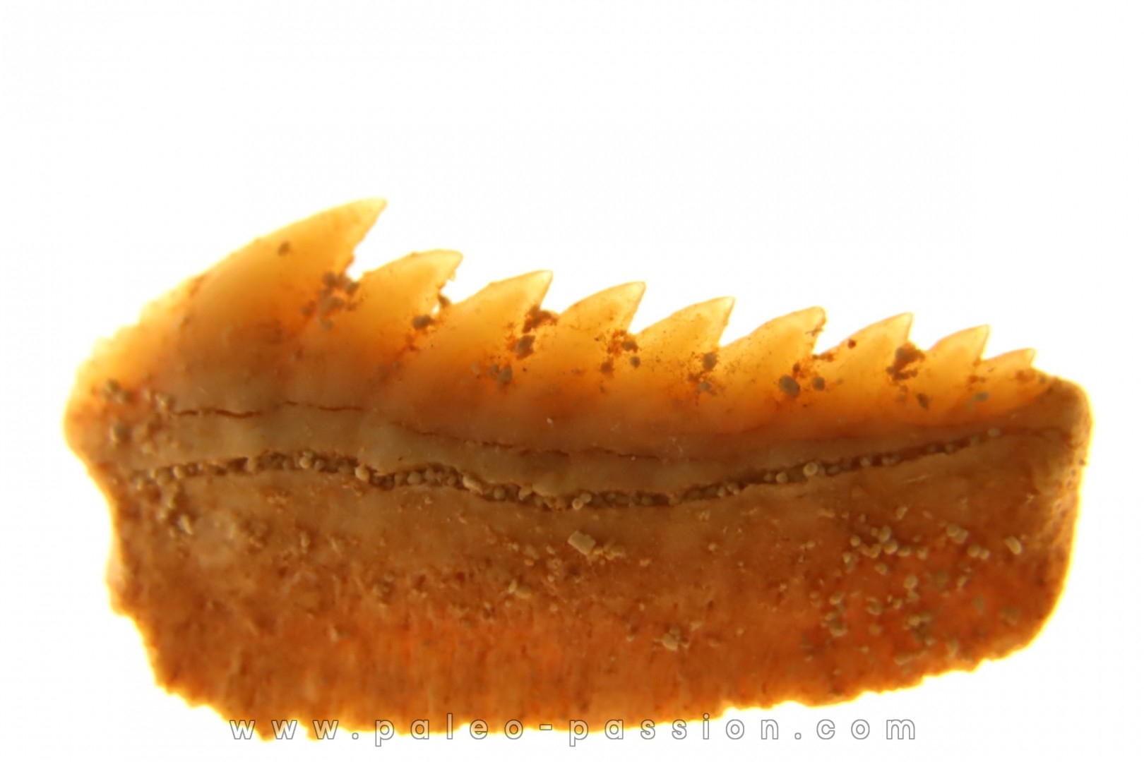 Hexanchus microdon - Thanétien - Oued Zem, Maroc