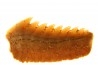 Hexanchus microdon - Thanétien - Oued Zem, Maroc