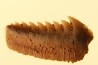 Hexanchus microdon - Thanétien - Oued Zem, Maroc