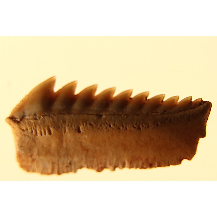 Hexanchus microdon - Thanétien - Oued Zem, Maroc