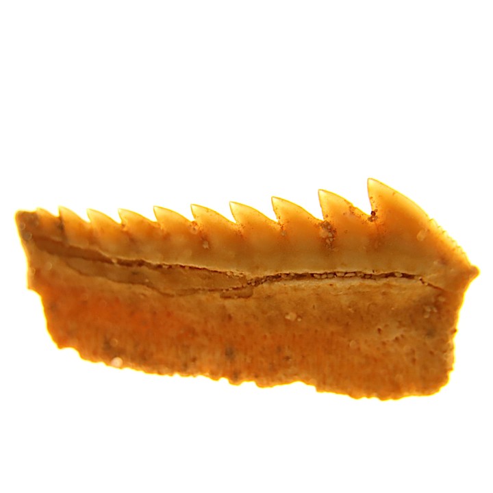 Hexanchus microdon - Thanétien - Oued Zem, Maroc