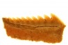 Hexanchus microdon - Thanétien - Oued Zem, Maroc