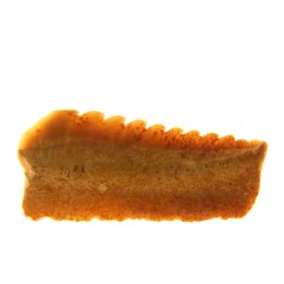 Hexanchus microdon - Thanétien - Oued Zem, Maroc