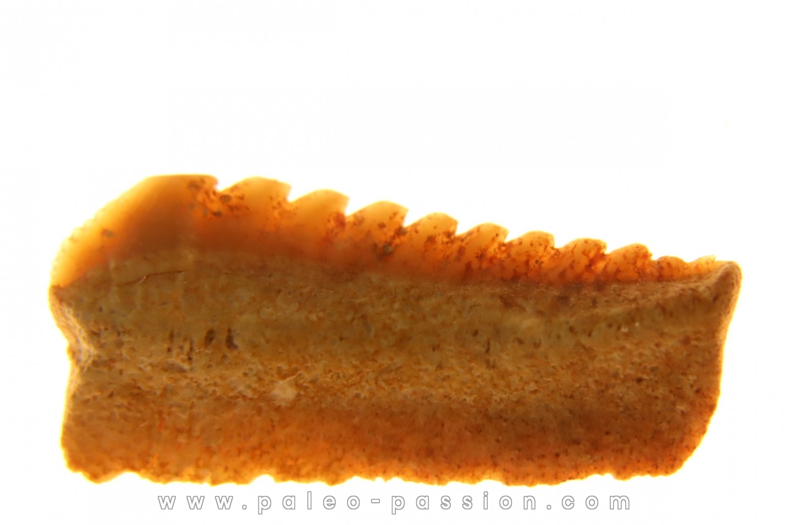 Hexanchus microdon - Thanétien - Oued Zem, Maroc