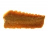 Hexanchus microdon - Thanetian - Morocco