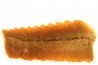Hexanchus microdon - Thanétien - Oued Zem, Maroc