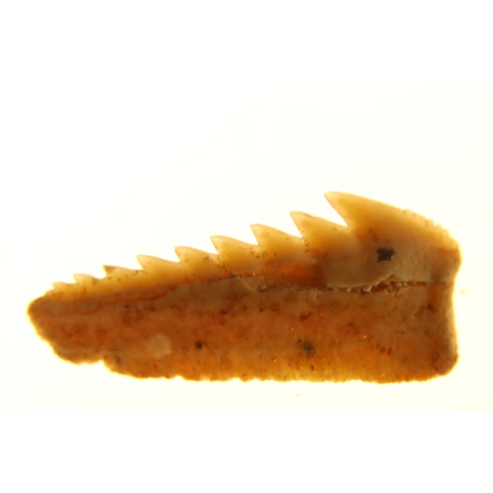 Hexanchus microdon - Thanétien - Oued Zem, Maroc
