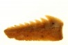 Hexanchus microdon - Thanetian - Morocco