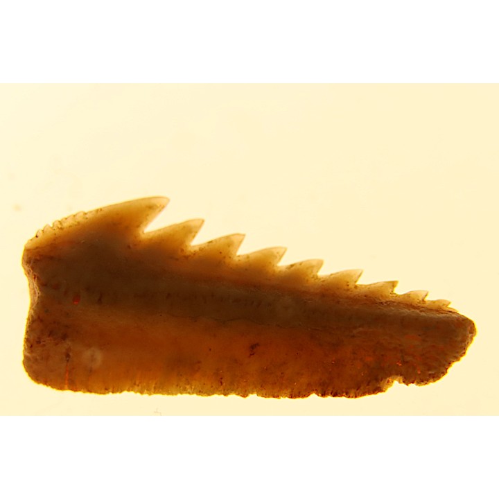 Hexanchus microdon - Thanetian - Morocco