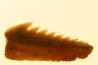 Hexanchus microdon - Thanetian - Morocco