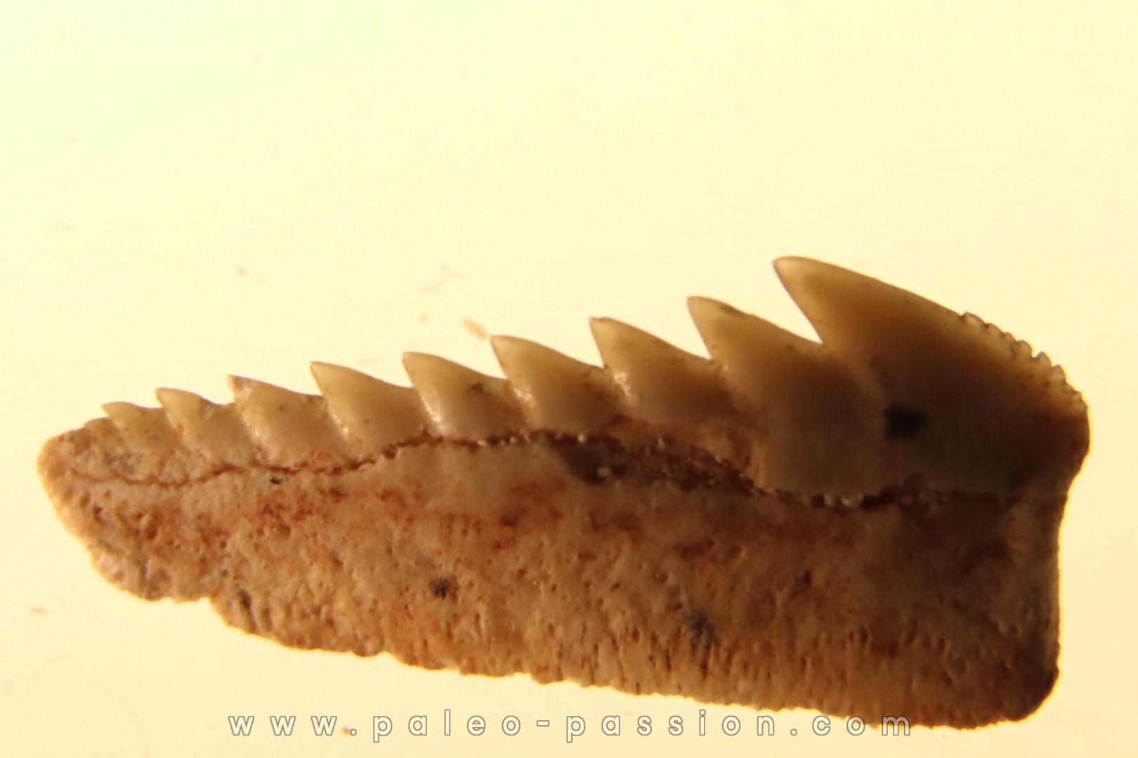 Hexanchus microdon - Thanetian - Morocco