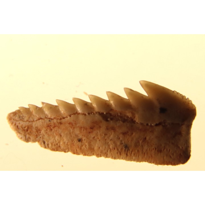 Hexanchus microdon - Thanétien - Oued Zem, Maroc