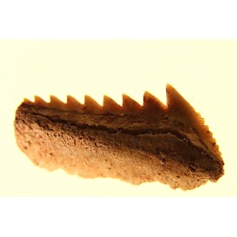 Hexanchus microdon - Thanetian - Morocco