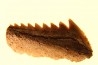 Hexanchus microdon - Thanetian - Morocco