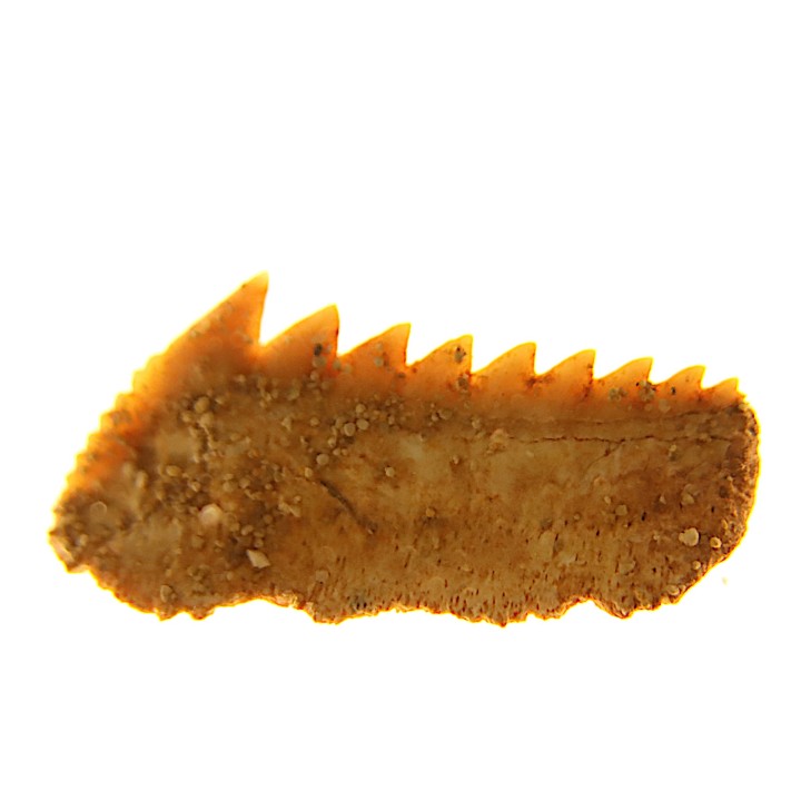 Hexanchus microdon - Thanétien - Oued Zem, Maroc