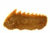 Hexanchus microdon - Thanetian - Morocco