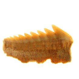 Hexanchus microdon - Thanétien - Oued Zem, Maroc
