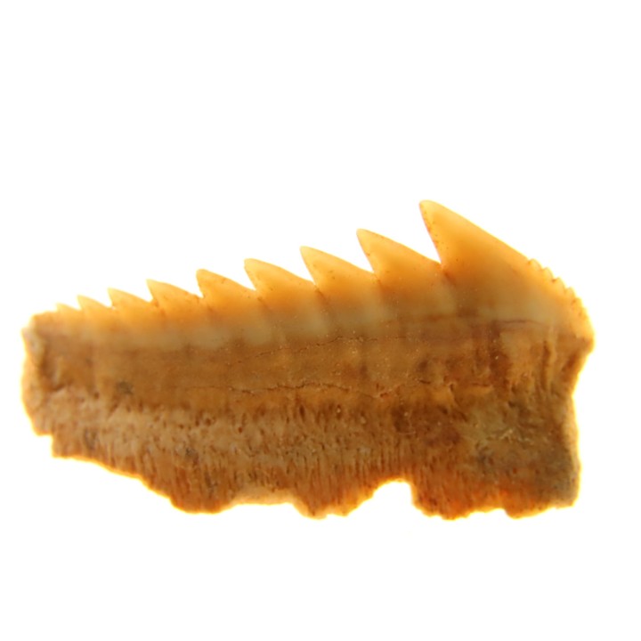 Hexanchus microdon - Thanetian - Morocco