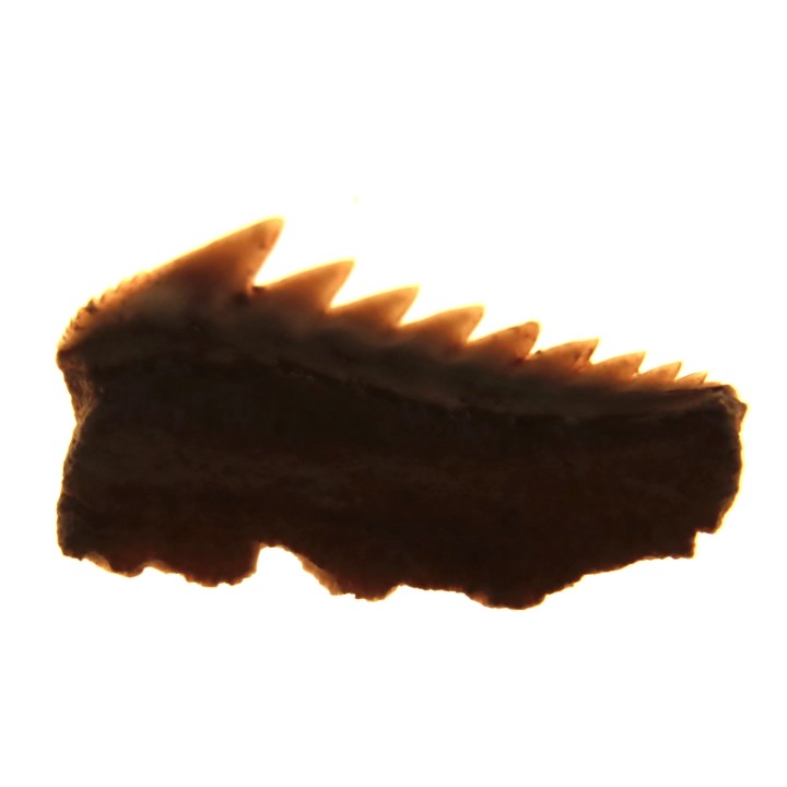 Hexanchus microdon - Thanétien - Oued Zem, Maroc