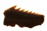 Hexanchus microdon - Thanetian - Morocco