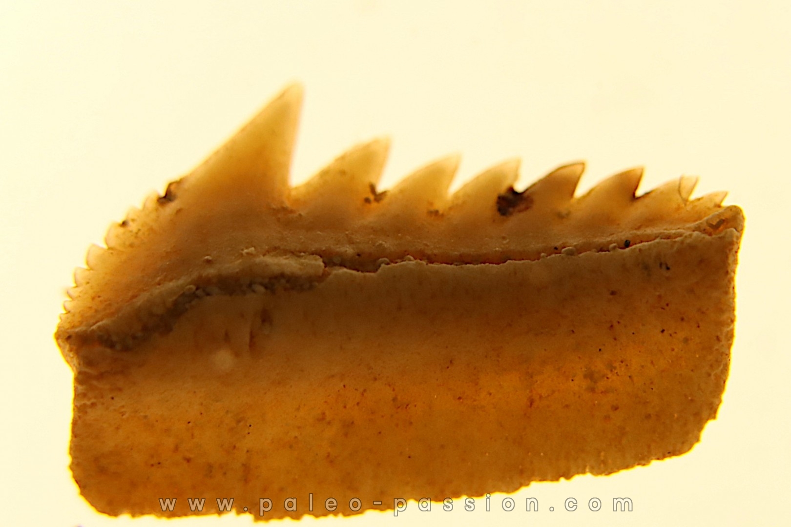 Hexanchus microdon - Thanétien - Oued Zem, Maroc